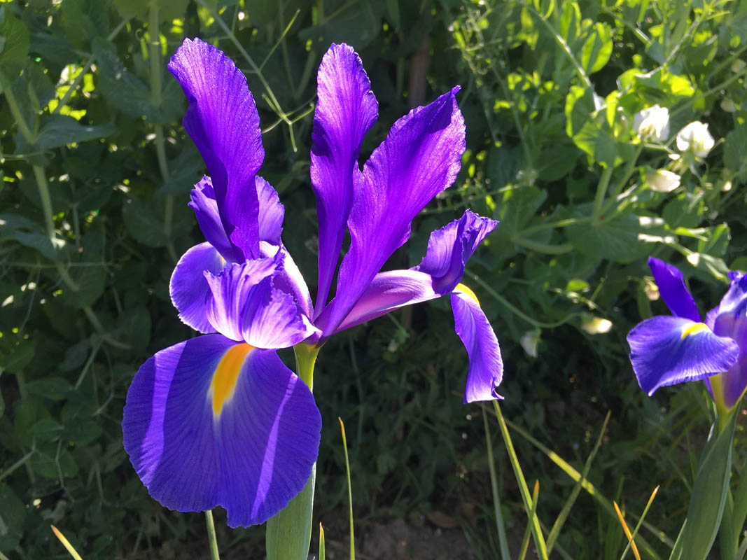 Iris hollandica hort. photo